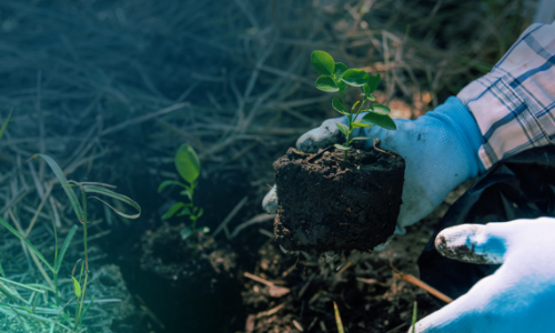 A contribuição do setor de Árvores Plantadas na luta contra as   Mudanças Climáticas